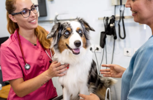 寵物醫院數位行銷｜用口碑行銷與內容行銷，打造飼主最信任的品牌