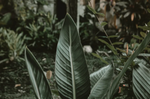 AI 搜尋時代，植物造景顧問如何讓自己的專業被 AI 推薦？