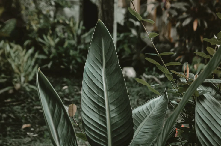 AI 搜尋時代，植物造景顧問如何讓自己的專業被 AI 推薦？
