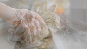 寵物禮儀公司在地化行銷｜寵物火化、殯葬服務如何提升搜尋詢問？